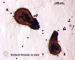 Attēlu rezultāti vaicājumam “Sordaria fimicola”