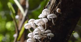 Attēlu rezultāti vaicājumam “Mucronella bresadolae”