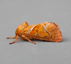 Attēlu rezultāti vaicājumam “Hepialus sylvina”