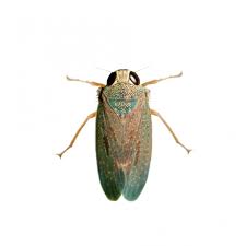 Attēlu rezultāti vaicājumam “Cicadella viridis”