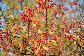 Attēlu rezultāti vaicājumam “Euonymus europaeus fruit”