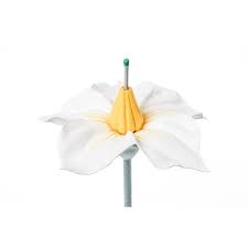 Attēlu rezultāti vaicājumam “Solanum tuberosum flower”