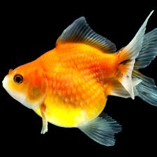 Attēlu rezultāti vaicājumam “Carassius auratus”