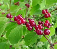 Attēlu rezultāti vaicājumam “Lonicera xylosteum fruit”