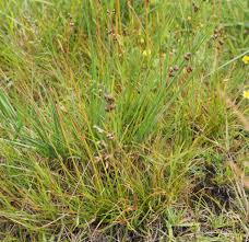 Attēlu rezultāti vaicājumam “Juncus squarrosus”