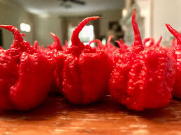 Afbeeldingsresultaat voor 7 pot hot pepper