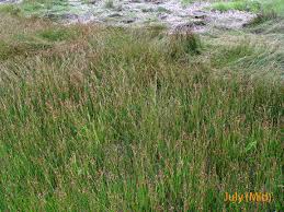 Attēlu rezultāti vaicājumam “Juncus gerardii bud”