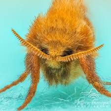 Attēlu rezultāti vaicājumam “Hepialus sylvina female”
