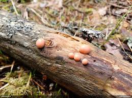 Attēlu rezultāti vaicājumam “Lycogala sphaeroconicum macro”