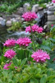 Image result for Monarda didyma