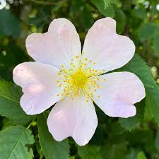 Attēlu rezultāti vaicājumam “xComagaria rosea  flower”