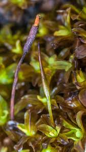 Attēlu rezultāti vaicājumam “Syntrichia latifolia”