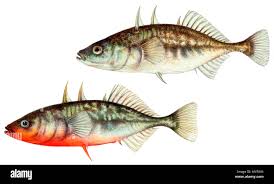 Attēlu rezultāti vaicājumam “Gasterosteus aculeatus”