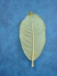 Attēlu rezultāti vaicājumam “Salix cinerea leaf”