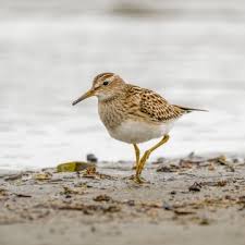 Image result for Calidris melanotos