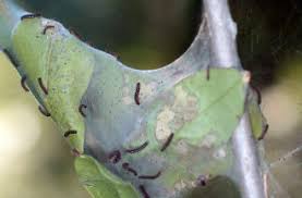 Attēlu rezultāti vaicājumam “Euphydryas maturna pupa”