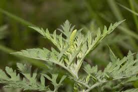 Attēlu rezultāti vaicājumam “Ambrosia artemisiifolia bud”