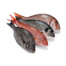 Image result for ikan