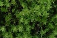 Attēlu rezultāti vaicājumam “Pohlia cruda”