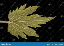 Attēlu rezultāti vaicājumam “Leonurus quinquelobatus leaf”