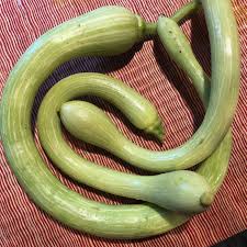 Image result for tromboncino