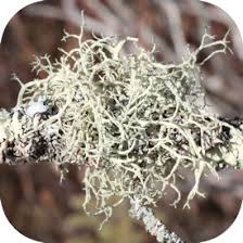 Attēlu rezultāti vaicājumam “Evernia mesomorpha”