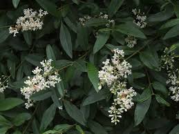 Attēlu rezultāti vaicājumam “Ligustrum vulgare”