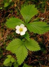 Attēlu rezultāti vaicājumam “Fragaria vesca flower”