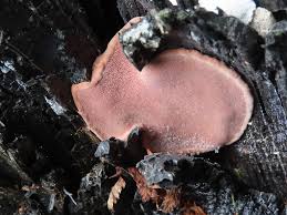 Attēlu rezultāti vaicājumam “Fomitopsis rosea”