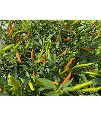 Afbeeldingsresultaat voor thai yellow hot pepper