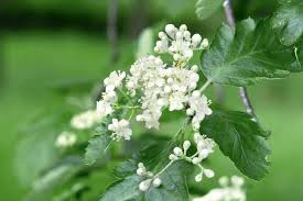 Attēlu rezultāti vaicājumam “Sorbus”