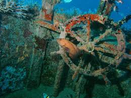 Image result for Cephalopholis cruentata