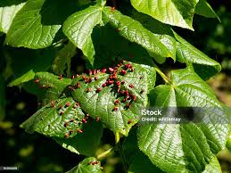 Attēlu rezultāti vaicājumam “Eriophyes tiliae”