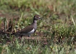 Attēlu rezultāti vaicājumam “Vanellus vanellus adult”