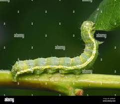 Attēlu rezultāti vaicājumam “Cosmia trapezina”