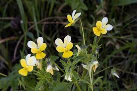 Attēlu rezultāti vaicājumam “Viola tricolor leaf”