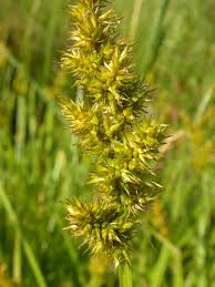 Attēlu rezultāti vaicājumam “Carex loliacea fruit”
