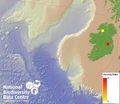 Attēlu rezultāti vaicājumam “Badhamia lilacina”
