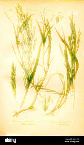 Attēlu rezultāti vaicājumam “Glyceria fluitans fruit”