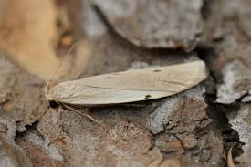 Attēlu rezultāti vaicājumam “Pelosia muscerda”