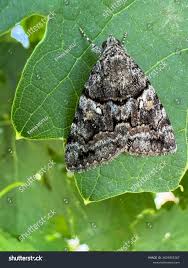 Attēlu rezultāti vaicājumam “Polia nebulosa”