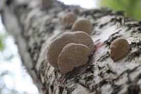 Attēlu rezultāti vaicājumam “Daedaleopsis confragosa”