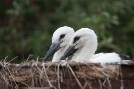 Attēlu rezultāti vaicājumam “Ciconia ciconia nest”