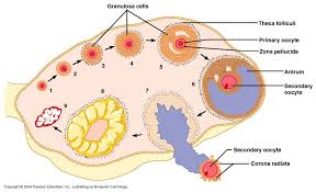 المبيض Ovary  Images?q=tbn:ANd9GcQN_3pDCxzpI2bU1t9HNwtNdI9WWZsI8ti-zSLgYwKbImdFY4Re