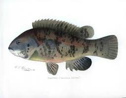 Image result for Tautoga onitis
