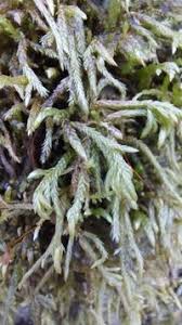 Attēlu rezultāti vaicājumam “Isothecium alopecuroides”