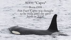 Attēlu rezultāti vaicājumam “Capra juvenile”