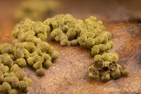 Attēlu rezultāti vaicājumam “Physarum virescens macro”