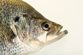 Image result for Pomoxis annularis