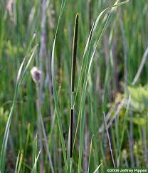 Attēlu rezultāti vaicājumam “Typhaceae”